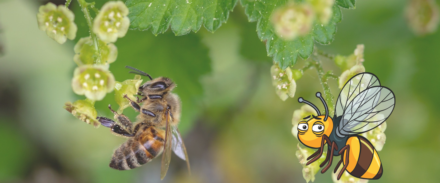 Stresstypen im Vergleich – die tüchtige Biene